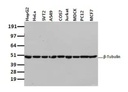 Beta-Tubulin mouse monoclonal (5C1)